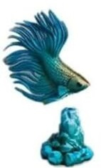 Siamese fighting fish