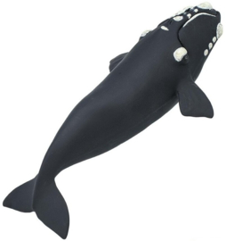 Noordkaper   S204229