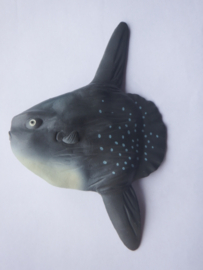 Maanvis Sunfish groot