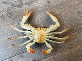 Swimming crab