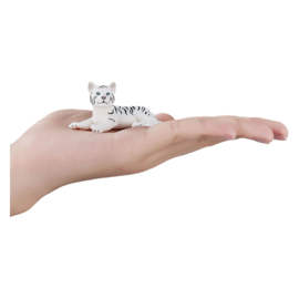 Tiger white cub   Mojo