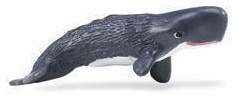 Sperm whale calf  S275629