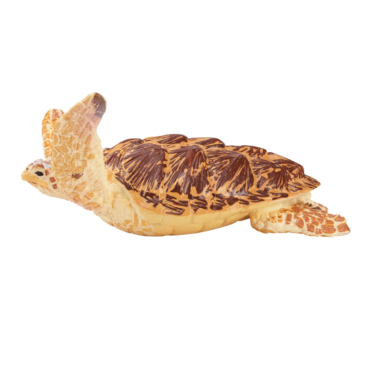 Loggerhead sea turtle  Toymany