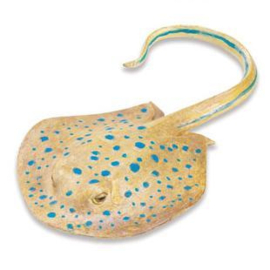 Blue spotted ray  S267329