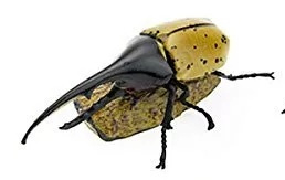 Hercule Rhinoceros Beetle Colorata
