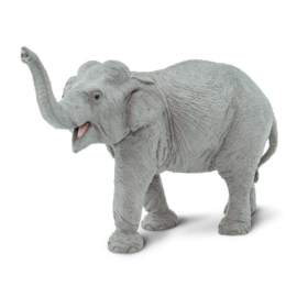 Elephant Asian   S227529