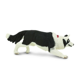 Border Collie S254529