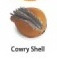 Cowry Kauri schelp Safari mini