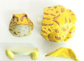 Argentine horned frog