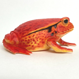 False tomato Frog  Colorata