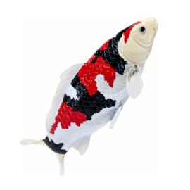 Koi karper Showa Sanshoku Mojö 381103