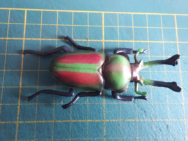 Rainbow Stag Beetle