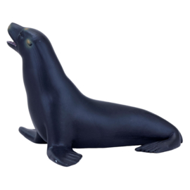 Californian sealion  Mojo 387115