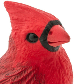Cardinal S100215