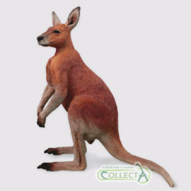 Kangaroo male (2021)  CollectA 88942