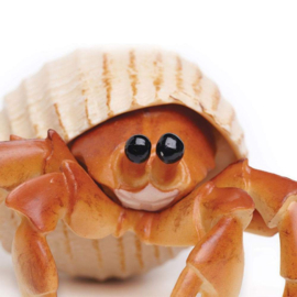 Hermit crab S267529