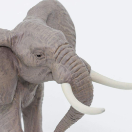 Elephant African Bull   S295629