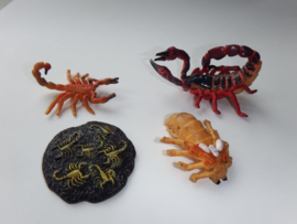 Scorpion  lifecycle