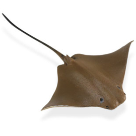 Cownose ray  S 161305