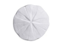 Sanddollar