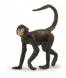 Spider Monkey  S291629