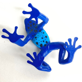 Blue poison frog Colorata