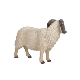 Sheep  ram Mojo 387097