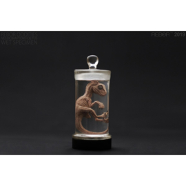 Velociraptor Foetus Wet Specimen REBOR 160512