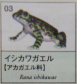 Ishikawa's Frog  Fuji  version 2