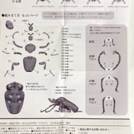 Goliath kever  Goliathus regius