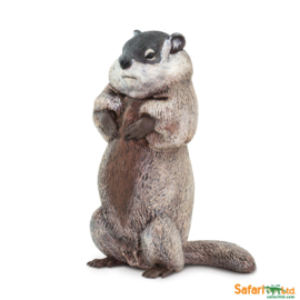 Groundhog  (Marmot)  S100118