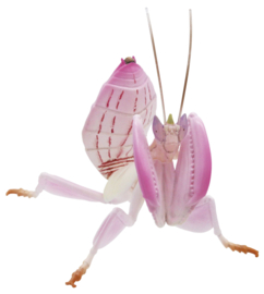 Orchid mantis (Hymenopus coronatus)
