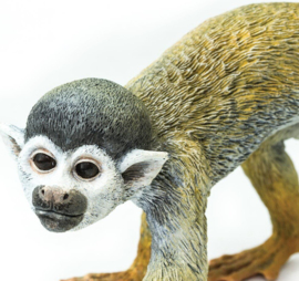 Squirrel monkey  S269829