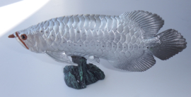 Arowana  zilverkleurig