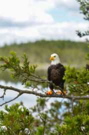 Amerikaanse zeearend  Toymany