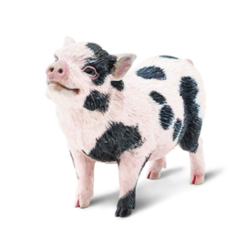 Pot-bellied pig  S266029