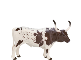 Texas Longhorn  bull   Mojo 387222