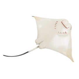 Cownose ray  S 161305