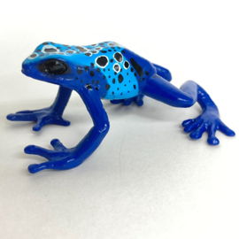 Blue poison frog Colorata