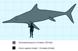 Temnodontosaurus Platyodon  CollectA 88724
