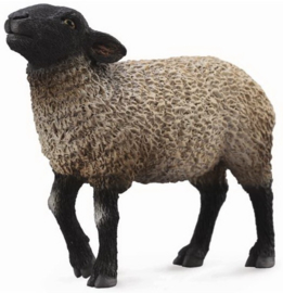 Schaap  Suffolk   CollectA  88636