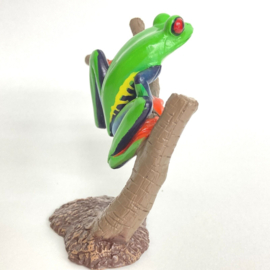 Red-eyed tree frog  Colorata