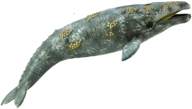 Grey whale CollectA 88836