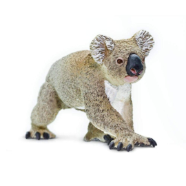 Koala  S225329