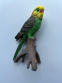 Budgerigar on tree