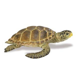 Onechte karetschildpad  S220229