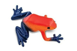 Pijlgifkikker Rood blauw Safari