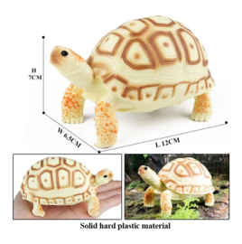 Moorish tortoise  xl