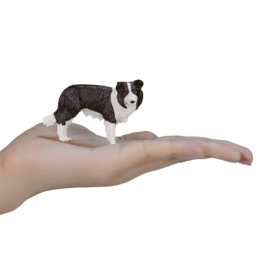 Border Collie - Mojo  387203
