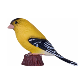 American goldfinch Mojo 381111